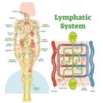 Manual Lymphatic Drainage Massage: A Deep But GentleRestorative Treatment